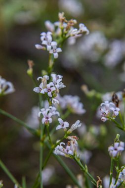 Asperula tinctoria boyacısının makro fotoğrafı..