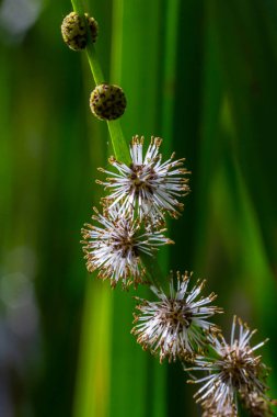 Branched hedgehog Sparganium erectum - flowering plant in the garden pond of a natural garden. clipart