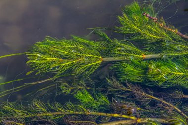 Ceratophyllum demersum aquatic plant in a stream. clipart