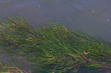 Nehirdeki su bitkileri - Pondweed - Potamogeton natans.