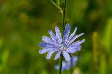 Vahşi doğada güzel hindiba çiçekleri yetişir. Yabani bitkilerin tarlası. Yeşil bulanık doğal arkaplan.