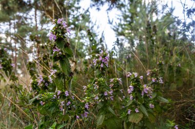 Hluchavka Lamium Tryphon Tournesol, pembe.