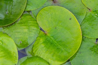 Hydrocharis morsus-ranae, frogbit, is a flowering plant belonging to the genus Hydrocharis in the family Hydrocharitaceae. It is a small floating plant resembling a small water lily. clipart