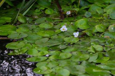 Hydrocharis morsus-ranae, frogbit, is a flowering plant belonging to the genus Hydrocharis in the family Hydrocharitaceae. It is a small floating plant resembling a small water lily. clipart