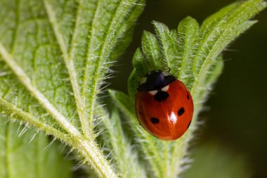 Closeup on the colorful seven-spot ladybird, Coccinella septempunctata on a green leaf in the garden. clipart