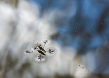 Böcek Gerris lacustris, Avrupa 'da su yüzeyinde hızlı hareket edebilme ve hidrofobik bacaklara sahip bir su yürüyüşçüsü türüdür..