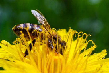 Bir arı bir çiçeğin yanında polen toplar. Bulanık bir arka planda bir arı çiçeğin üzerinden uçar.