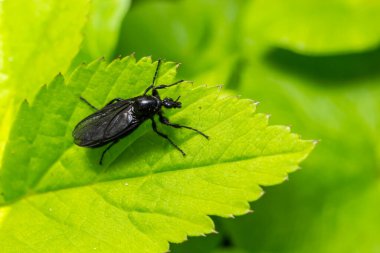 Bibio-Marci, Bibionidae familyasından Mart sinekleri ve aşk böcekleri adında bir sinek türü. Bu böceklerin larvaları toprakta ve zarar görmüş bitki köklerinde yaşar..