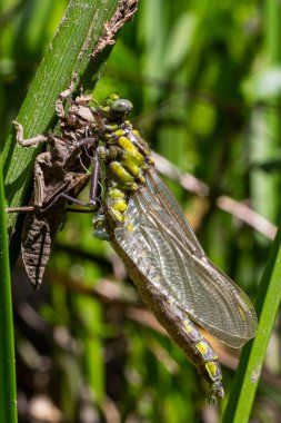 Larva yusufçuğu gri kabuğu. Gomphus vulgatissimus 'un Nymphal Exuvia' sı. Exuvia 'dan sarkan beyaz iplikler trakeae çizgileri. Exuviae, kuru dış kaplama çimen yaprağı üzerinde.