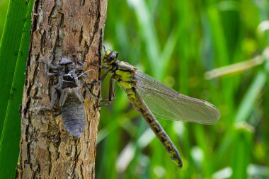 Larva yusufçuğu gri kabuğu. Gomphus vulgatissimus 'un Nymphal Exuvia' sı. Exuvia 'dan sarkan beyaz iplikler trakeae çizgileri. Exuviae, kuru dış kaplama çimen yaprağı üzerinde.