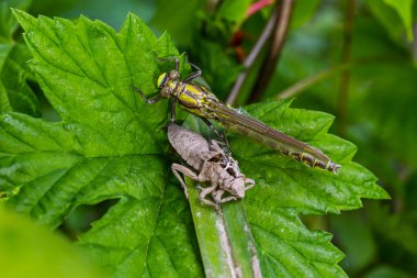 Larva yusufçuğu gri kabuğu. Gomphus vulgatissimus 'un Nymphal Exuvia' sı. Exuvia 'dan sarkan beyaz iplikler trakeae çizgileri. Exuviae, kuru dış kaplama çimen yaprağı üzerinde.