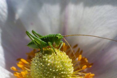 Yeşil çekirge Tettigonia bir çiçek, vahşi yaşam, makro.