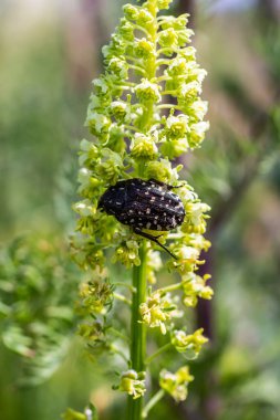 White spotted rose beetle: A Beneficial Insect for Pollination and Organic Recycling. Oxythyrea funesta. clipart