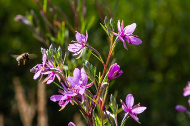 Uçan bir bal arısı bir çiçekte polen toplar..