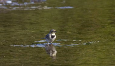 Motacilla alba, Motacillidae familyasından küçük bir kuş türü..