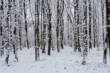 Karla kaplı ılıman, yaprak döken orman boynuz demeti Carpinus betulus ağaçları.
