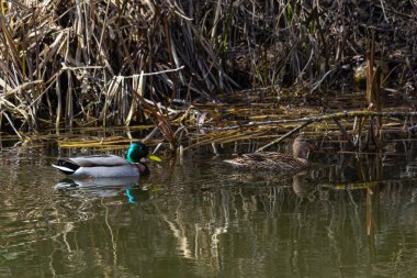Dişi yaban ördeği anası yüzen ornitorenkler.