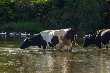 Gölde yansıyan su içen inek. Güzel bir geçmişi olan vahşi bir inek..