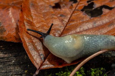 Arion intermedius sümüklü böcek makro fotoğraf.