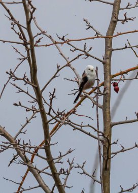 long tailed tit in natural habitat aegithalos caudatus. Songbird.