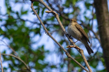 Chiffchaff, Phylloscopus collybita, perched on a tree branch. clipart