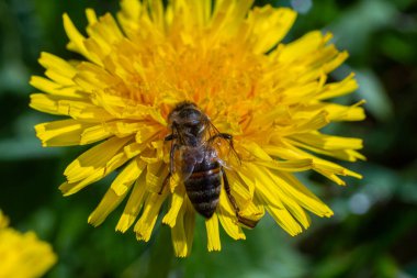Karahindiba çiçeğinin üzerindeki arı, yakın plan. Açıklıkta sarı karahindiba çiçekleri, böcekler tarafından tozlaştırılmış çiçekler. Parlak çiçekli, seçici odak noktası olan doğal bahar arkaplanı. Karahindiba yaklaş.