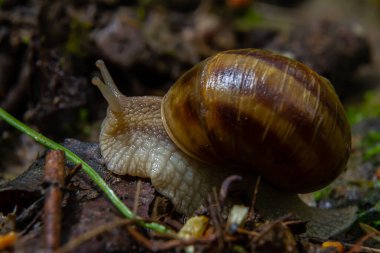 Helix pomatia, Roma salyangozu, Burgundy salyangozu, yenilebilir salyangoz, veya salyangoz - mükemmel makro detaylar.