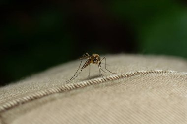 Closeup Aedes aegypti veya ortak ev sivrisinek.