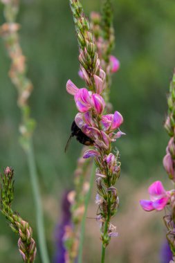 Devedikeni çiçeğinin üzerinde oturan yaban arısı, yakın plan. Ön manzara. Tür Bombus.