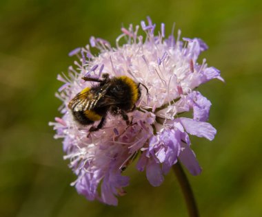 Devedikeni çiçeğinin üzerinde oturan yaban arısı, yakın plan. Ön manzara. Tür Bombus.