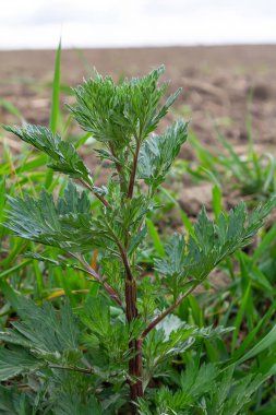 Artemisia vulgaris yaygın mugwort alerjisi çiçekleri.