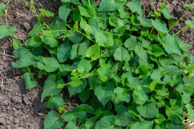 Tarla yosunu ya da Convolvulus arvensis Avrupa bağları sürünen Jenny sarmaşık bitkisi açık ve kapalı, yeşil yapraklarla çevrili..