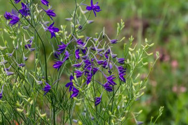 Hassas şişme yüzler. Alan konsolidasyonu. Consolida regalis. Doğanın güzel çiçek arkaplanı.