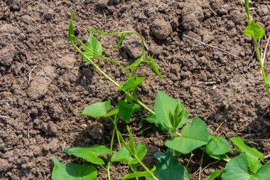 Tarla yosunu ya da Convolvulus arvensis Avrupa bağları sürünen Jenny sarmaşık bitkisi açık ve kapalı, yeşil yapraklarla çevrili..