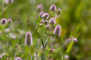 Trifolium arvense closeup. Fluffy clover in a meadow. Summer flora growing in the field. Colorful bright plants. Selective focus on the details, blurred background. clipart