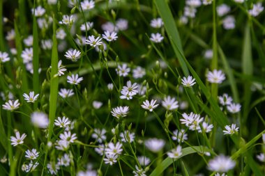 Uzun yapraklı kuş gözünün beyaz çiçekleri Stellaria longifolia.