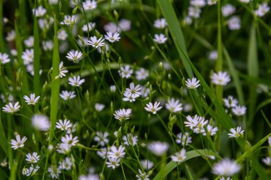 White blossoms of the longleaf bird's eye Stellaria longifolia. clipart