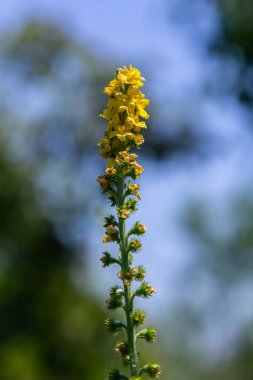 Yabani otların arasında yaz mevsimi, tarımsal eupatoriadır. İlaç bitkisi..