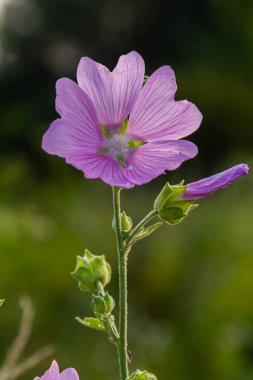 Baharda güneşin altında güzel çiçeklerin yakın çekimi. Malva ortak. Malva sylvestris. Yaygın mallow.