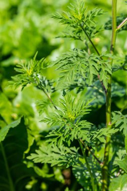 Artemisia vulgaris yaygın mugwort alerjisi çiçekleri.