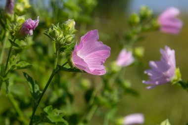 Baharda güneşin altında güzel çiçeklerin yakın çekimi. Malva ortak. Malva sylvestris. Yaygın mallow.