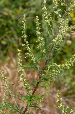 Artemisia vulgaris yaygın mugwort alerjisi çiçekleri.