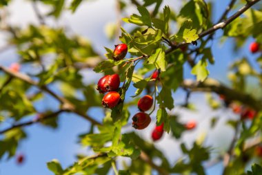 Krataegus Coccinata ağacının kırmızı meyveleri..