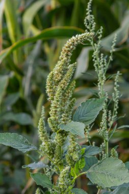 Amaranthus retroflexus, yaygın isimlerinden birine uygun olarak, bir çalı ağacı oluşturur. Neotropik veya Orta ve Doğu Kuzey Amerika 'ya özgü olabilir. Bu bitki farklı bir sebze olarak yenir..