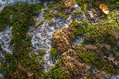 Granit yosun, doğada kaya yosunu olarak da bilinir..