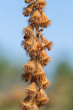 Yaygın tarım tohumları, Latince adı Agrimonia Eupatoria.