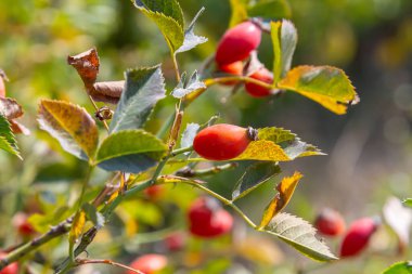 Kırmızı köpek güz mevsiminde böğürtlen verir. Güneşli bir günde birçok kırmızı gül ağacı meyvesi ve yeşil yapraklar.
