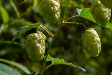 Zıpzıp bitkisi Humulus Lupulus 'un çiçekleri, güneşli bir günde Tuna nehrinin kıyısında Bavyera' da büyüyen bira üretimi için..