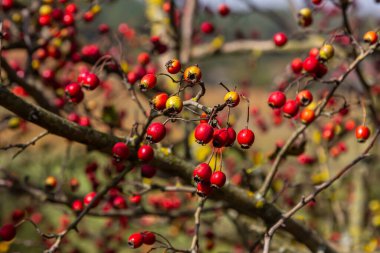 clusters of red fruits Crataegus coccinata tree close up. clipart