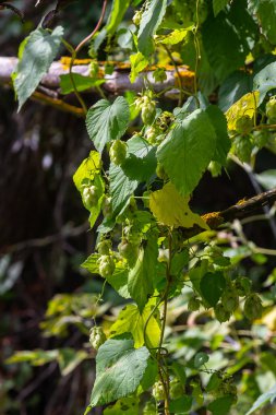 Zıpzıp bitkisi Humulus Lupulus 'un çiçekleri, güneşli bir günde Tuna nehrinin kıyısında Bavyera' da büyüyen bira üretimi için..